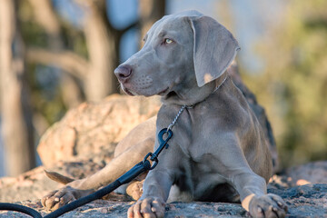 Outdoor portrait of puredred young Weimaraner. A young, beautiful, silver blue gray Weimaraner purebred dog lying on a rock.