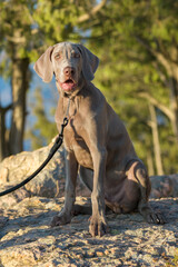 Fototapeta premium Outdoor portrait of puredred young Weimaraner. A young, beautiful, silver blue gray Weimaraner purebred dog standing on a rock.