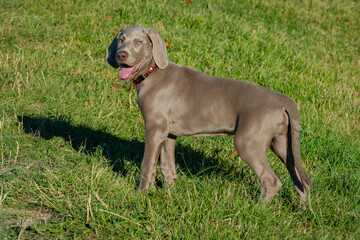 Outdoor portrait of a purebred Weimarner puppy with cute facial expression. Young Weimaraner purebdre puppy in a field during a walk.