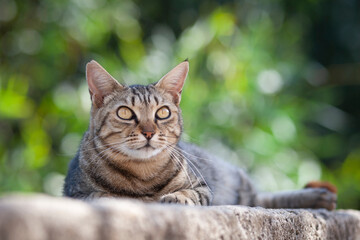 Outdoor head portrait of a cat lying on the edge of a wall. Close-up Portrait of a Cat. Brown streaked Cat outside. 