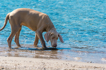 Puredred Weimaraner puppy, on a beach. Young dog discovers the sea for the first time, he dips his feet in the water and tests the salt water. Hollidays by the sea with young purebred Wiemaraner.
