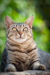 Tabby cat lying outside looking toward the camera. Outdoor close-up head portrait of a cat. Brown streaked cat outside.