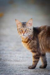 Outdoor head portrait of a cat. Brown streaked cat outside. Tabby cat on a a road looking toward the camera. Blurry grey background.