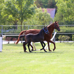 Warmblood chestnut mare and filly enjoy green grass together at equestrian centre  summertime