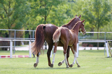 Obraz premium Warmblood chestnut mare and filly enjoy green grass together at equestrian centre summertime