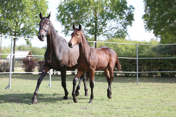Warmblood chestnut mare and filly enjoy green grass together at equestrian centre  summertime