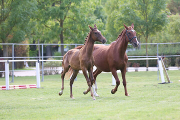 Warmblood chestnut mare and filly enjoy green grass together at equestrian centre  summertime