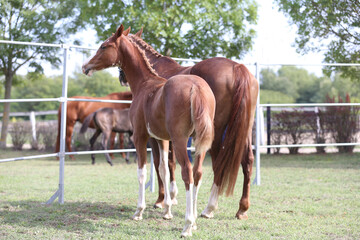 Obraz premium Warmblood chestnut mare and filly enjoy green grass together at equestrian centre summertime