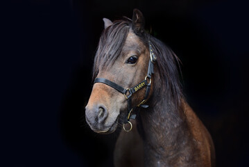 Horse and pony's face isolated against black background