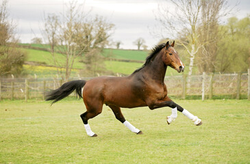 Bay horse wearing white boots galloping and bucking playfully in a grassy paddock