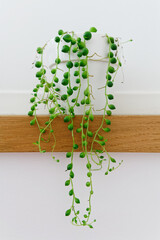 Plant Curio rowleyanus (Senecio rowleyanus) on a white background .Commonly known as string-of-pearls or string-of-beads. Common indoor beautiful plant.