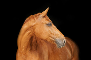Obraz premium Horses head against black background