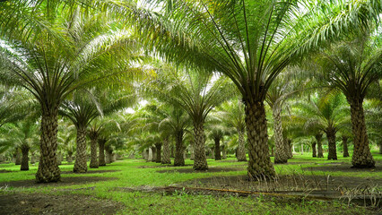 Plantation of palm trees with green leaves. Tropical landscape with palm trees. Bohol, Philippines.