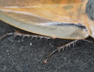 American cockroach (Periplaneta americana) Blattidae family. Manaus – Amazonas, Brazil.
