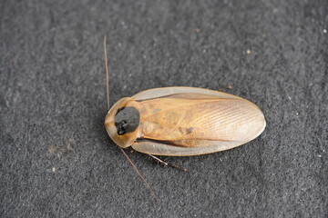 American cockroach (Periplaneta americana) Blattidae family. Manaus – Amazonas, Brazil.