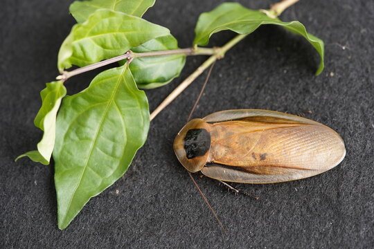 American cockroach (Periplaneta americana) Blattidae family. Manaus &ndash; Amazonas, Brazil.