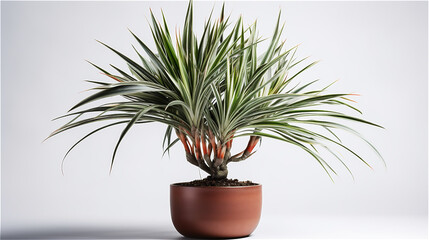 Obraz premium Close-up of a Dracaena Marginata on a white background