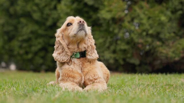Cute Dog English Cocker Spaniel Lying On Green Grass Outdoors