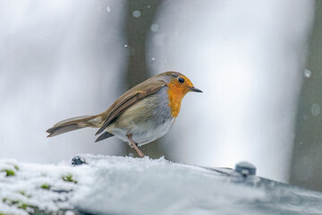 My garden friend the robin is waiting in a heavy snowfall for some treats from me