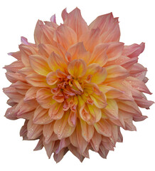 Close up of beautiful pink and yellow dahlia flower isolated on white background