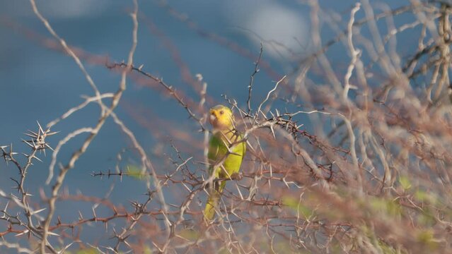 Parakeet on a branch - Super Slow Motion 4K 120fps