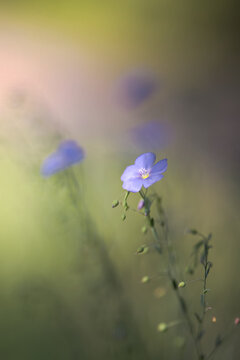 flowers in field