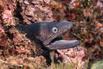 Obraz na płótnie Canvas Muray eel lurking out of its hole