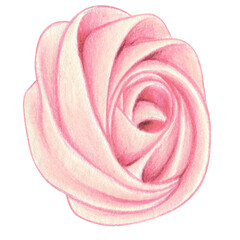 watercolor sweet meringue rose decoration
