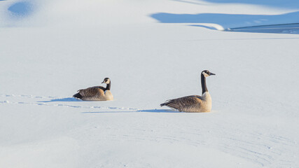 Fototapeta premium Geese couple are enjoying a sunny day in snow