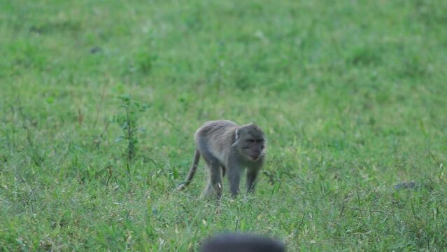 Long tail monkey activity in Baluran Banyuwangi National Park, wild monkey