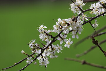 Closeup of tree twig with white flowers in spring