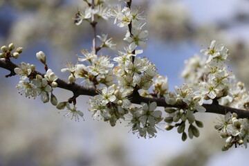 Closeup of tree twig with white flowers in spring