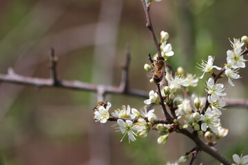 Closeup of a tree twig with white flowers and a bee in it