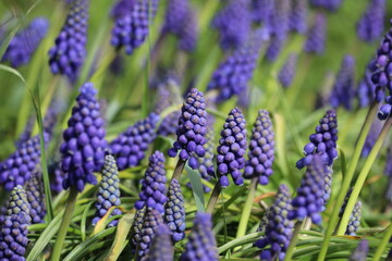 Muscari Armeniacum Grape Hyacinth in full blossom