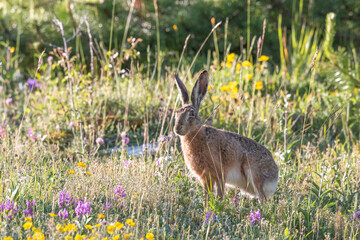 The common hare or European hare (Lepus europaeus).