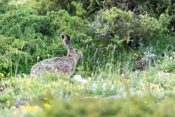 The common hare or European hare (Lepus europaeus).
