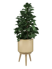 Rubber plant on golden pot mockup. 3d rendering. 3d illustration