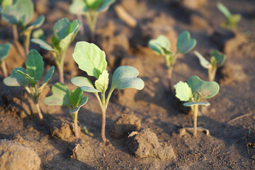 Baby kale is germinate in vegetable garden or organic farm. 