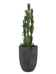 Euphorbia ingens plants on grey pot mockup. 3d rendering. 3d illustration