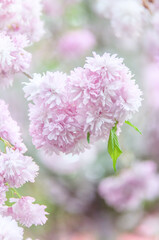 Soft focus, pink cherry blossoms or Sakura flowers on a natural background. Blooming fruit trees in the orchard. Floral banner for agriculture or horticulture business.
