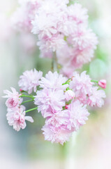 Soft focus, pink cherry blossoms or Sakura flowers on a natural background. Blooming fruit trees in the orchard. Floral banner for agriculture or horticulture business.
