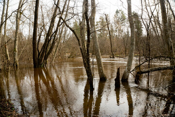 the forest river flooded the trees in early spring after the snow melted