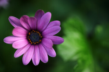 Osteospermum flower