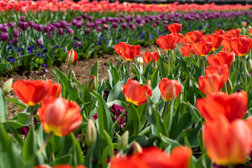 春・チューリップ・あけぼの山農業公園