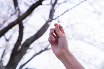 桜の花びら