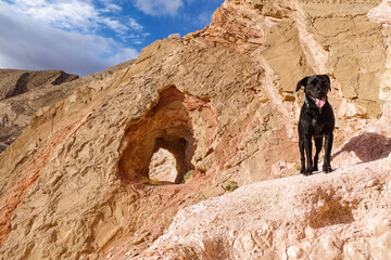 Dog in desert canyon