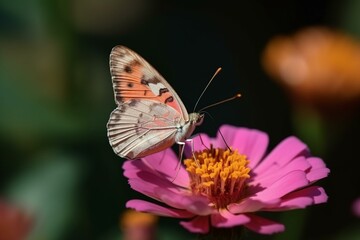 Fototapeta premium A macro shot of a pink and helical butterfly resting on a flower in a garden in the summertime Generative AI