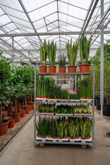 Greenhouse with tropical plants