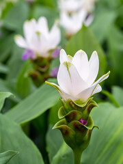 curcuma alismatifolia in greenhouse