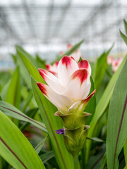 curcuma alismatifolia in greenhouse